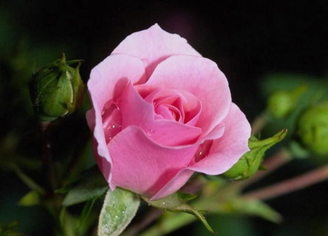 Színes rózsák (29)