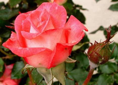 Színes rózsák (32)