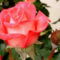 Színes rózsák (32)