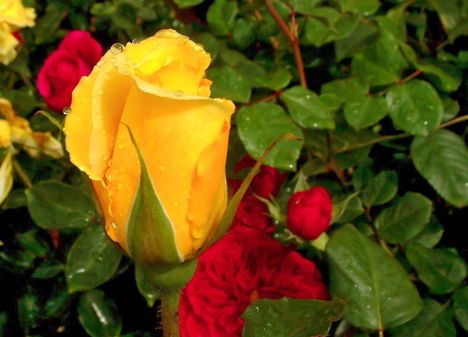 Színes rózsák (33)
