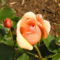 Színes rózsák (35)