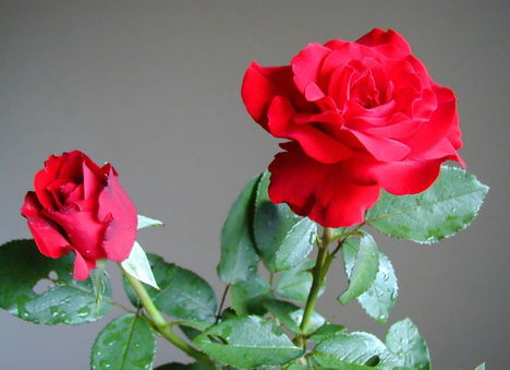 Színes rózsák (37)