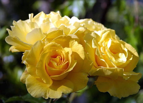 Színes rózsák (40)