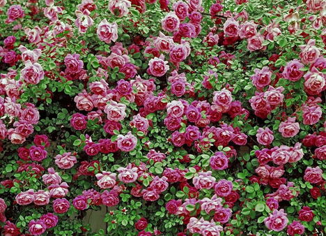 Színes rózsák (45)