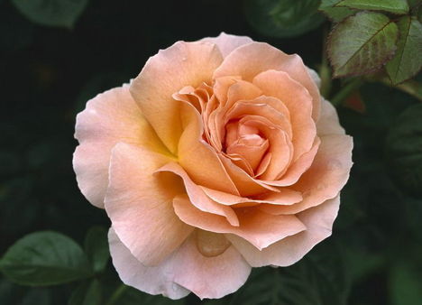 Színes rózsák (46)