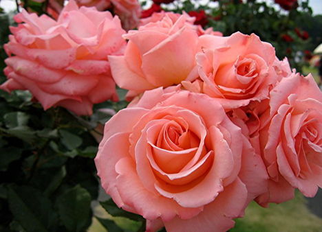 Színes rózsák (49)