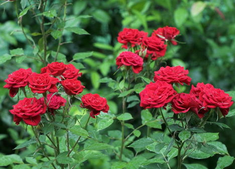 Színes rózsák (4)