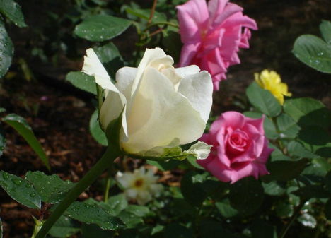 Színes rózsák (51)