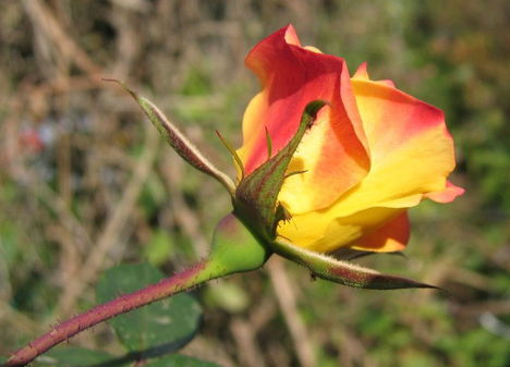 Színes rózsák (52)