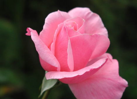 Színes rózsák (53)