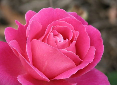 Színes rózsák (55)