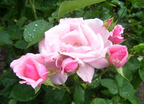 Színes rózsák (56)