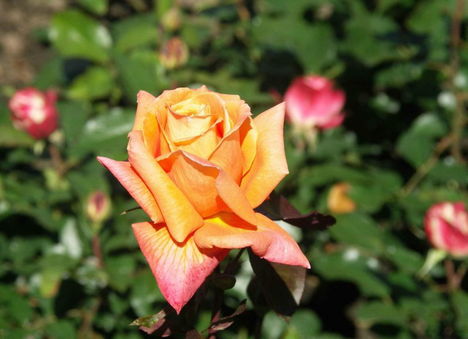 Színes rózsák (59)