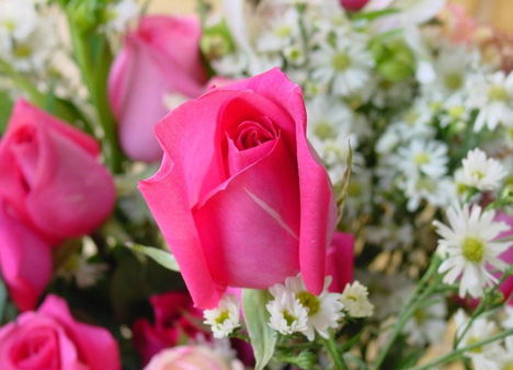 Színes rózsák (5)