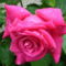 Színes rózsák (60)