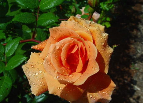 Színes rózsák (62)