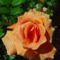 Színes rózsák (62)