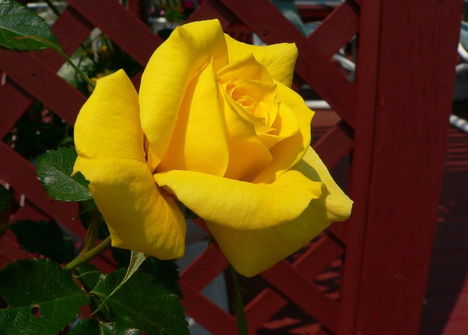 Színes rózsák (64)