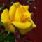 Színes rózsák (64)