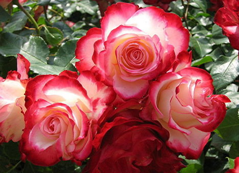 Színes rózsák (66)