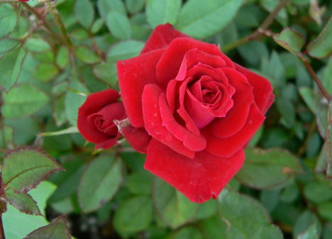 Színes rózsák (69)