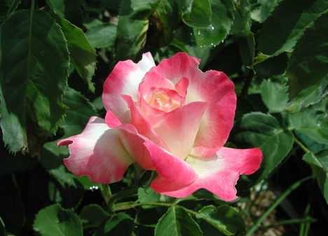 Színes rózsák (70)