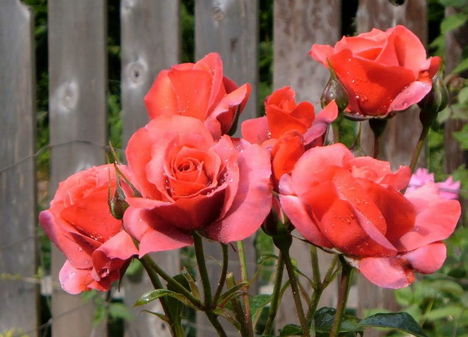 Színes rózsák (72)