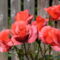 Színes rózsák (72)