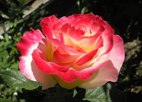 Színes rózsák (73)