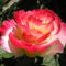 Színes rózsák (73)