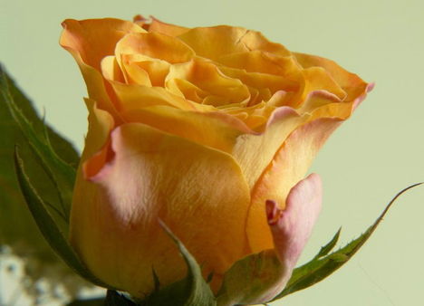 Színes rózsák (77)
