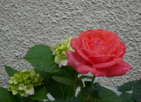 Színes rózsák (7)