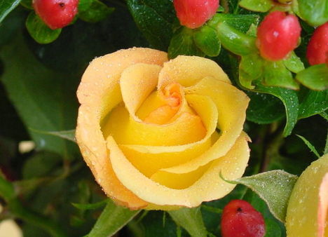 Színes rózsák (82)