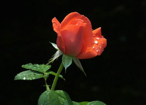 Színes rózsák (84)