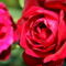 Színes rózsák (85)