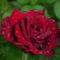 Színes rózsák (92)