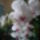 Orchidea-010_318647_46352_t