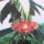 Begonia_2_hettel_kesobb_319004_35398_t