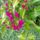 Bougainvillea2_319016_29037_t