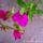 Bougainvilleamorvafurt_319017_98886_t