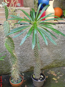 madagaszkári pálma