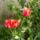 Tulipan1_319088_46740_t