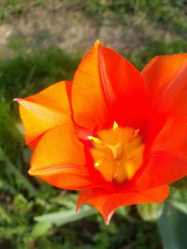 tulipán közelről