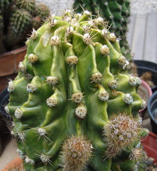  002  kaktusz