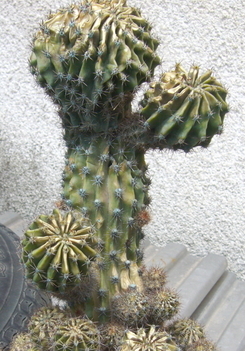  007 kaktusz