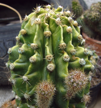  010  kaktusz