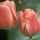 2_tulipan_31324_590014_t