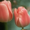 2 Tulipán