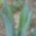 Agave_301676_15738_t