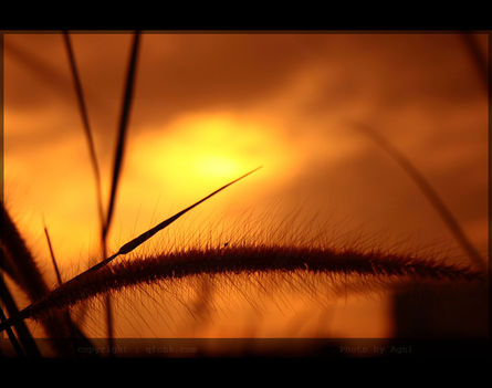 aranyló naplemente (foto - AgniMax)